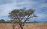 Những loài thực vật phi thường sống ở sa mạc Sahara