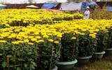 Những loài hoa mang ý nghĩa và tiêu biểu của mùa xuân 
