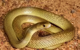Những loài rắn có nọc cực độc trên thế giới
