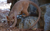 Khám phá về loài thú ăn thịt kỳ lạ chỉ có ở đảo Madagascar