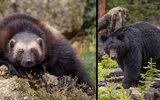 Bí ẩn về loài vật nhanh như sói và mạnh như gấu