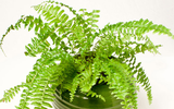 Những loại cây cảnh làm sạch không khí trong nhà
