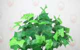Những loại cây cảnh làm sạch không khí trong nhà