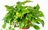 Những loại cây cảnh làm sạch không khí trong nhà