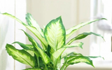 Những loại cây cảnh làm sạch không khí trong nhà