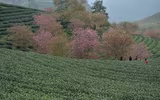 Rực rỡ sắc hồng hoa mai anh đào trên những đồi chè Ô Long ở Sa Pa