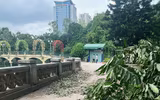 Cây xanh, vườn thú Hà Nội ra sao sau khi bão Yagi quét qua?