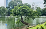Cây xanh, vườn thú Hà Nội ra sao sau khi bão Yagi quét qua?