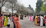 {Ảnh} Ngày 8/3: Áo dài chụp ảnh với hoa ban