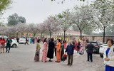 {Ảnh} Ngày 8/3: Áo dài chụp ảnh với hoa ban