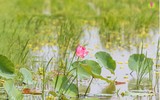 {Ảnh} Lạc vào chốn thần tiên cùng những sắc màu tươi mát của sen
