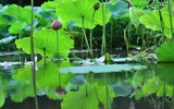 {Ảnh} Lạc vào chốn thần tiên cùng những sắc màu tươi mát của sen