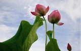 {Ảnh} Lạc vào chốn thần tiên cùng những sắc màu tươi mát của sen