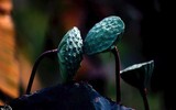 {Ảnh} Lạc vào chốn thần tiên cùng những sắc màu tươi mát của sen