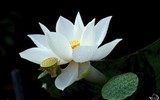 {Ảnh} Lạc vào chốn thần tiên cùng những sắc màu tươi mát của sen