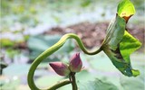 {Ảnh} Lạc vào chốn thần tiên cùng những sắc màu tươi mát của sen