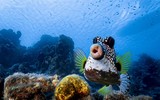 [Ảnh] Những khoảnh khắc hài hước của các loài động vật