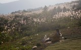 Vút bay cùng những cánh dù lượn, ngắm những cánh đồng lau trắng