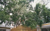  Chiêm ngưỡng di sản văn hóa hơn 5.000 năm ở Sri Lanka
