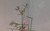 Độc đáo bộ sưu tập búp bê Hina được trang trí trên kệ 7 tầng của Nhật Bản 
