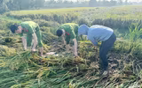 Công an xã Ô Diên giúp dân gặt lúa