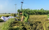Công an xã Ô Diên giúp dân gặt lúa