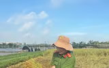 Công an xã Ô Diên giúp dân gặt lúa