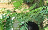 Nhan sắc nữ sinh trường Y thi 