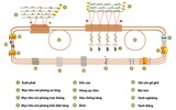 [ẢNH] Đội Việt Nam xuất sắc về đích đầu tiên trong trận hai Tank Biathlon tại Nga