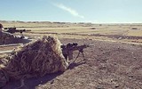 [ẢNH] Ukraine sử dụng súng bắn tỉa cực mạnh của Mỹ đối phó lực lượng ly khai
