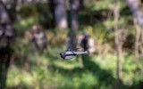 UAV trinh sát siêu nhỏ Black Hornet 3 vì sao cực nguy hiểm?