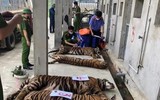 [Ảnh] Vạch rõ trò bịp bợm về những mẻ cao hổ cốt quý hiếm dành cho giới đại gia