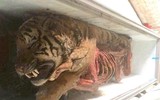 [Ảnh] Vạch rõ trò bịp bợm về những mẻ cao hổ cốt quý hiếm dành cho giới đại gia