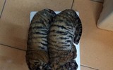 [Ảnh] Vạch rõ trò bịp bợm về những mẻ cao hổ cốt quý hiếm dành cho giới đại gia