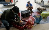 [Ảnh] Vạch rõ trò bịp bợm về những mẻ cao hổ cốt quý hiếm dành cho giới đại gia
