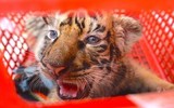 [Ảnh] Vạch rõ trò bịp bợm về những mẻ cao hổ cốt quý hiếm dành cho giới đại gia