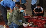 [Ảnh] Vạch rõ trò bịp bợm về những mẻ cao hổ cốt quý hiếm dành cho giới đại gia