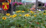 Mộc mạc và đầy sắc màu chợ hoa quê ngày giáp Tết
