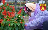 Mộc mạc và đầy sắc màu chợ hoa quê ngày giáp Tết