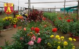 Mộc mạc và đầy sắc màu chợ hoa quê ngày giáp Tết
