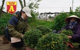 Mộc mạc và đầy sắc màu chợ hoa quê ngày giáp Tết