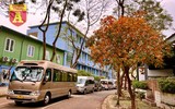 Hà Nội đầy sắc màu mùa lộc vừng trút lá