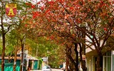 Hà Nội đầy sắc màu mùa lộc vừng trút lá