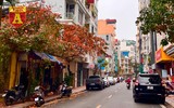 Hà Nội đầy sắc màu mùa lộc vừng trút lá