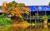 Hà Nội đầy sắc màu mùa lộc vừng trút lá
