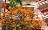 Hà Nội đầy sắc màu mùa lộc vừng trút lá