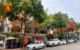 Hà Nội đầy sắc màu mùa lộc vừng trút lá