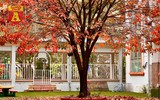 Hà Nội đầy sắc màu mùa lộc vừng trút lá