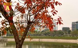 Hà Nội đầy sắc màu mùa lộc vừng trút lá