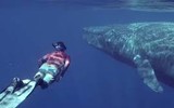 Trái tim to bằng cái ô tô, hơi thở cao chục mét và… nó vẫn đang bơi